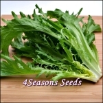 Endive - Frisee Leaf