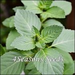 Basil - Thai  Holy Basil (Green)