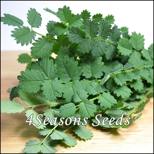 Salad Burnet 4seasons Seeds