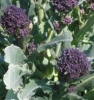 Broccoli - Purple Sprouting Broccoli