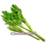 Angelica Keiskei (Ashitaba, Tomorrow's Leaf) (Extremely Rare)