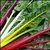 Silverbeet (Swiss Chard)