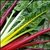 Silverbeet (Swiss Chard)