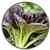 Leaf Vegetables