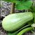 Zucchini / Marrow