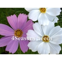 Cosmos - Sensation Mix