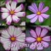 Cosmos - Bicolour Mix