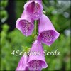 Foxglove Mix