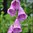 Foxglove Mix