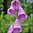 Foxglove Mix