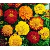 Marigold (French Marigold) - Sparky Mix