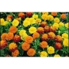 Marigold (French Marigold) - Petite Mix