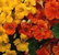 Nasturtium - Jewel Mix