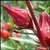 Rosella (Hibiscus sabdariffa)