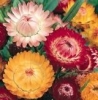 Strawflower - Tall Mix