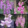 Snapdragon Mix