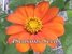 Mexican Sunflower