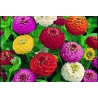 Zinnia - Lilliput Mix