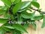 Basil - Licorice