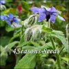 Borage - Blue Flowered