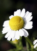 Chamomile - German