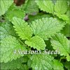 Lemon Balm