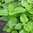 Lemon Balm