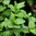 Mint - Peppermint (Mentha Piperita)