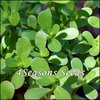 Purslane - Green Purslane