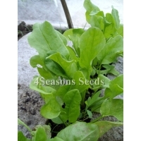 Sorrel - Large Leaf (Garden Sorrel)
