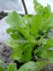 Sorrel - Large Leaf (Garden Sorrel)