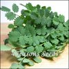 Salad Burnet