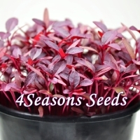 Microgreens - Amaranth - Red Garnet