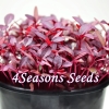 Microgreens - Amaranth - Red Garnet