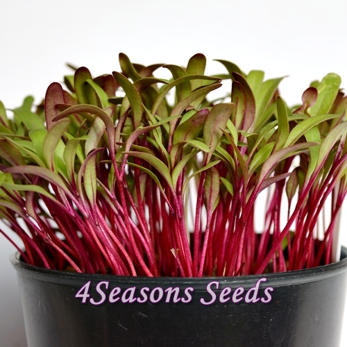 Свекла раннее чудо. Свекла чудо-овощ. Lanet olsun картинки. Early wonder. Early skunk сорт.