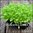 Microgreens - Mizuna - Green Leaf