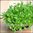 Microgreens - Mizuna - Green Leaf