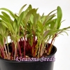 Microgreens - Silverbeet - Rainbow Mix