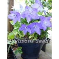 Balloon Flower - Dwarf Blue