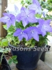 Balloon Flower - Dwarf Blue