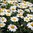 Shasta Daisy