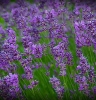 Lavender - True Lavender