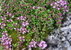 Thyme - Creeping Thyme