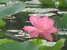 Lotus - Pink Sacred Lotus