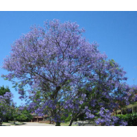 Jacaranda Mimosifolia