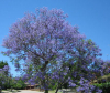 Jacaranda Mimosifolia