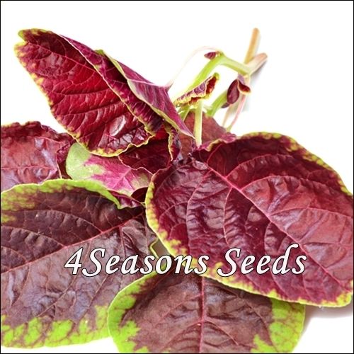 Amaranth Greens - Red Beauty
