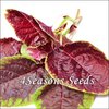 Amaranth Greens - Red Beauty
