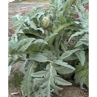 Artichoke - Green Globe
