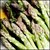 Asparagus - Connover's Colossal